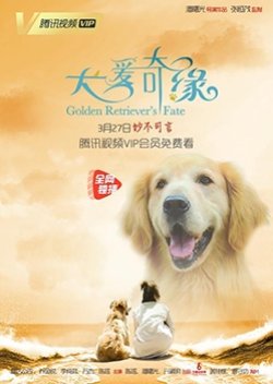 Golden Retriever's Fate 2019 (China)