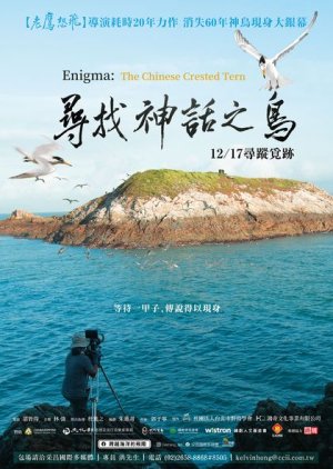 Enigma: The Chinese Crested Tern 2021 (Taiwan)